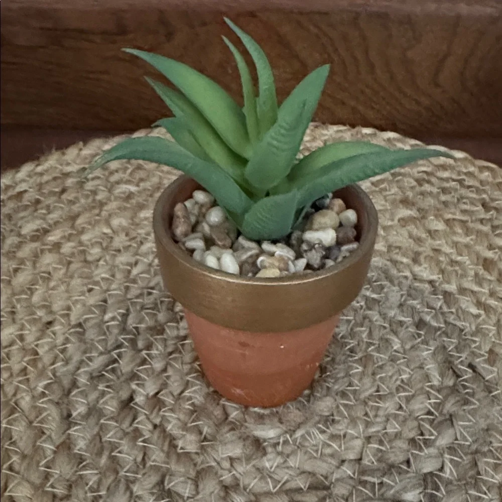 8️⃣ Assorted Succulents in Terracotta Pots